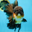 AAA Grade GIANT Godzilla Apache Oranda Male 6.5 inches #090525OR_09