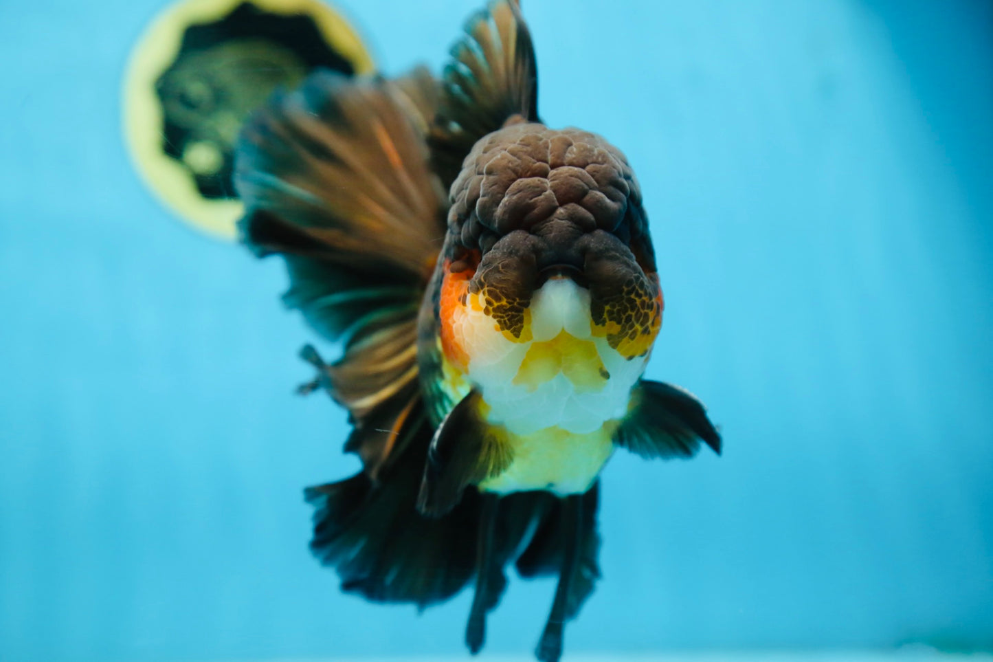AAA Grade GIANT Godzilla Apache Oranda Male 6.5 inches #090525OR_09
