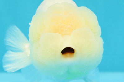 A Grade Dragon Head White LionQueen 4-4.5 inches #022726LC_23