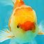 Red White Oranda Male 5.5 inches #081426OR_07