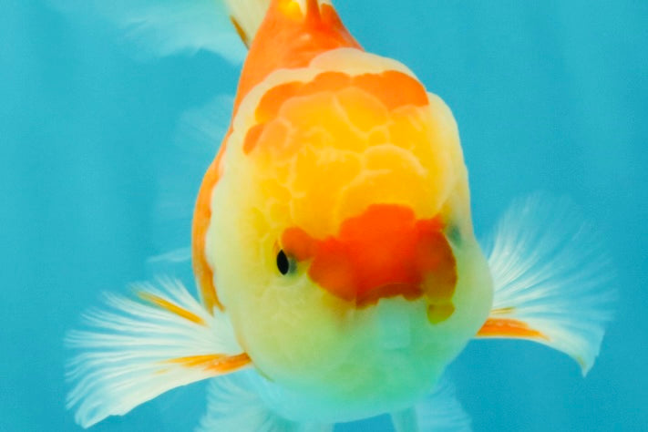 Red White Oranda Male 5.5 inches #081426OR_07