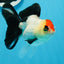 A Grade Tricolor Angry Bird Oranda Female 4.5-5 inches #0726OR_17