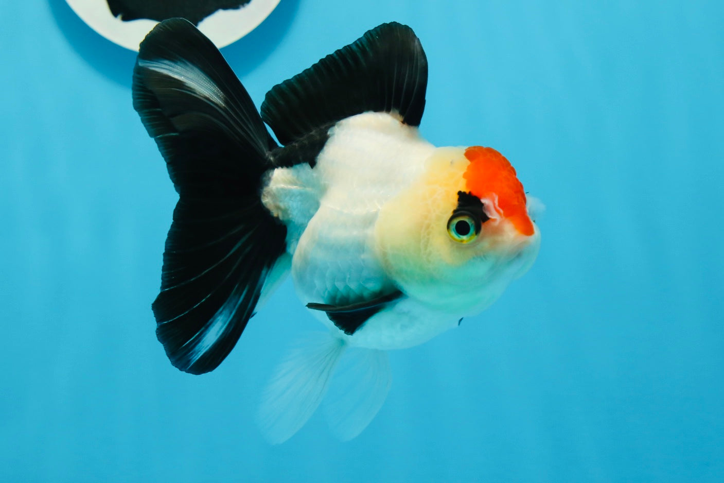 A Grade Tricolor Angry Bird Oranda Female 4.5-5 inches #0726OR_17