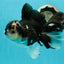 AAA Grade Panda Oranda Male 6.5 inches #110824OR_08