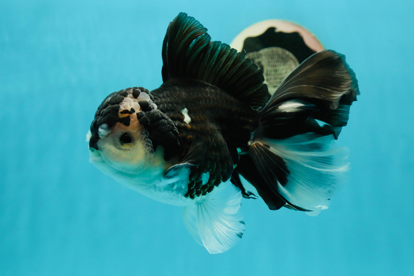 AAA Grade Panda Oranda Male 6.5 inches #110824OR_08