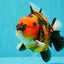 CHARLIE AAA Grade Tiger Yuanbao Male 5 inches #100226YB_03
