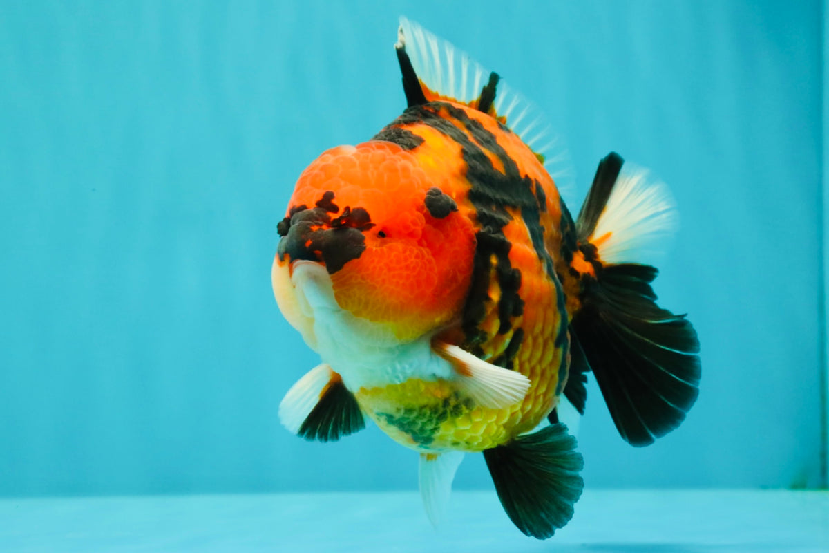 CHARLIE AAA Grade Tiger Yuanbao Male 5 inches #100226YB_03