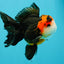 Tricolor Button Eyes Oranda Male 5.5 inches #032026OR_15