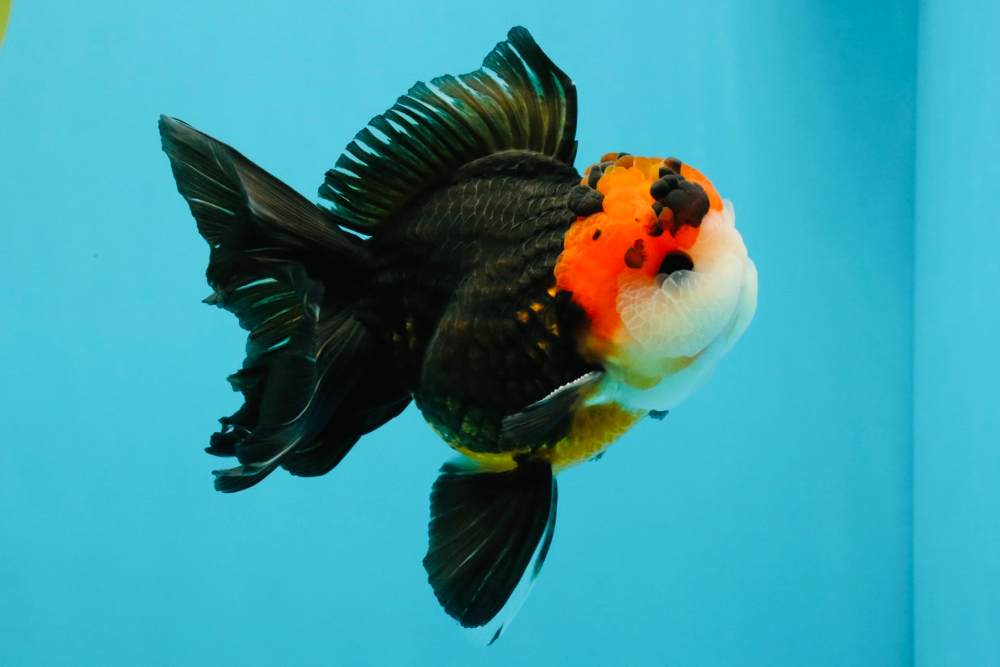 Tricolor Button Eyes Oranda Male 5.5 inches #032026OR_15