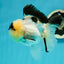 AAA Grade Panda Oranda Male 4.5 inches #112224OR_09