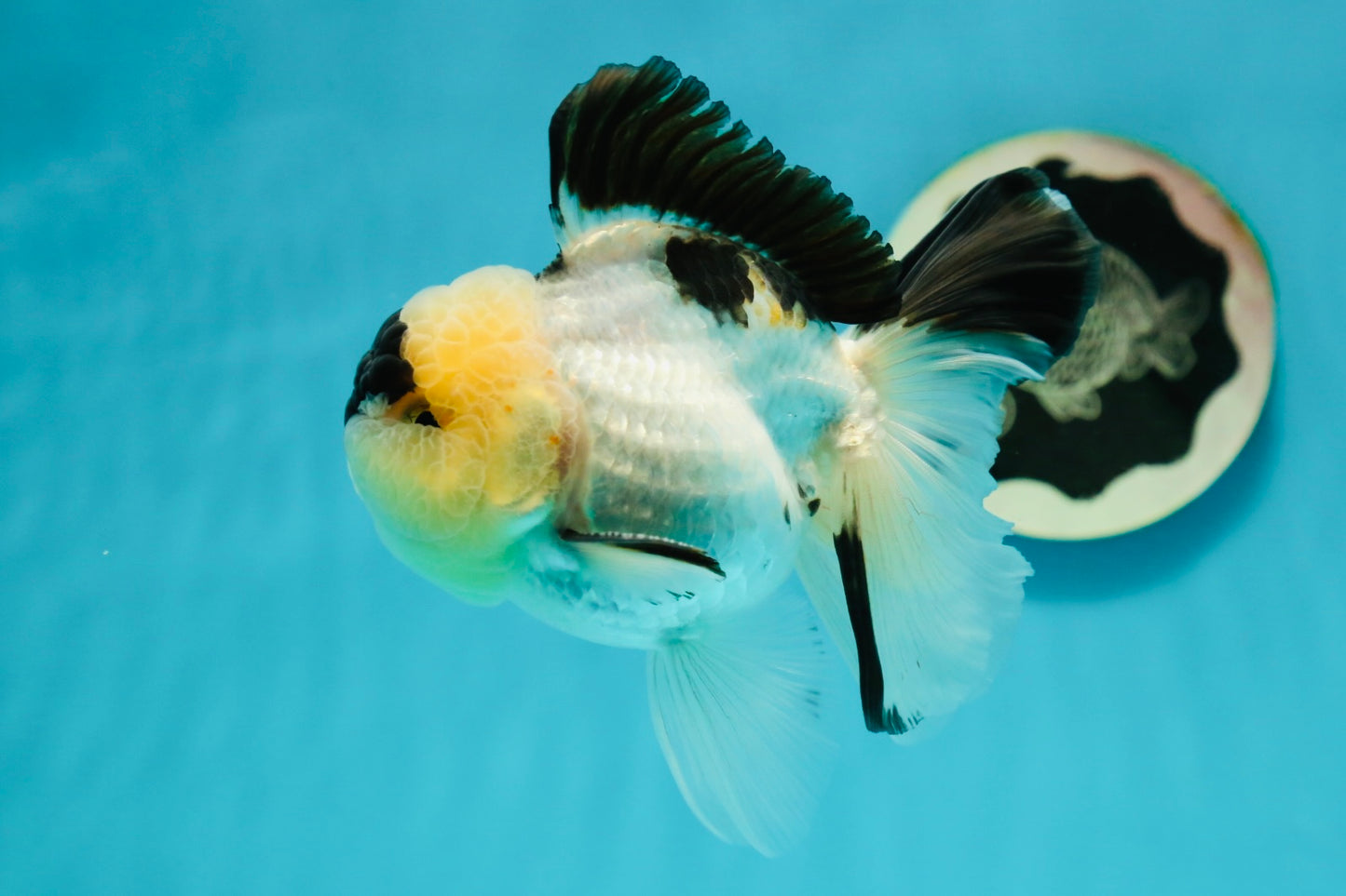 AAA Grade Panda Oranda Male 4.5 inches #112224OR_09