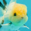 A Grade White Panda Oranda Male 4.5 inches #111524OR_25