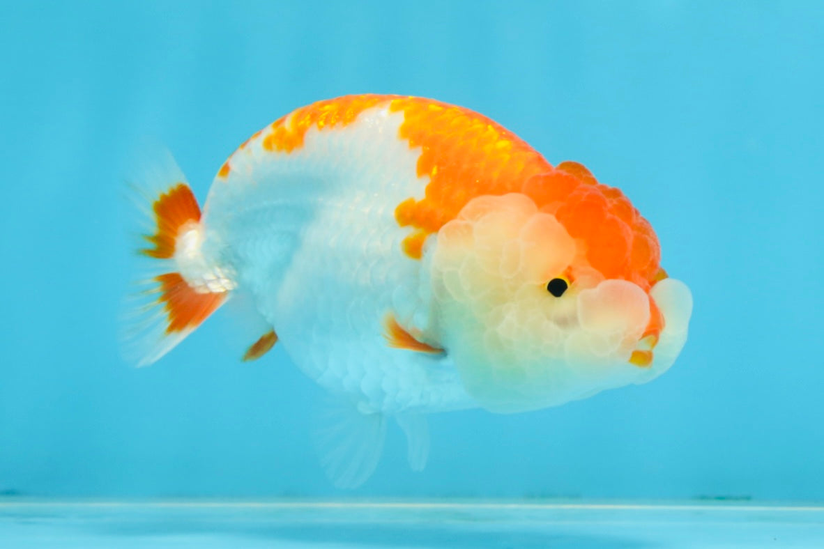 SUPER CUTE AAA Grade Red White LionQueen 4  inches #102425LC_14