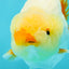 🍋 Lemonhead Lionchu Male 4.5 inches #0405LC_07