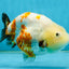 Sakura Chinese Ranchu Female 4.5 inches #121225RC_05