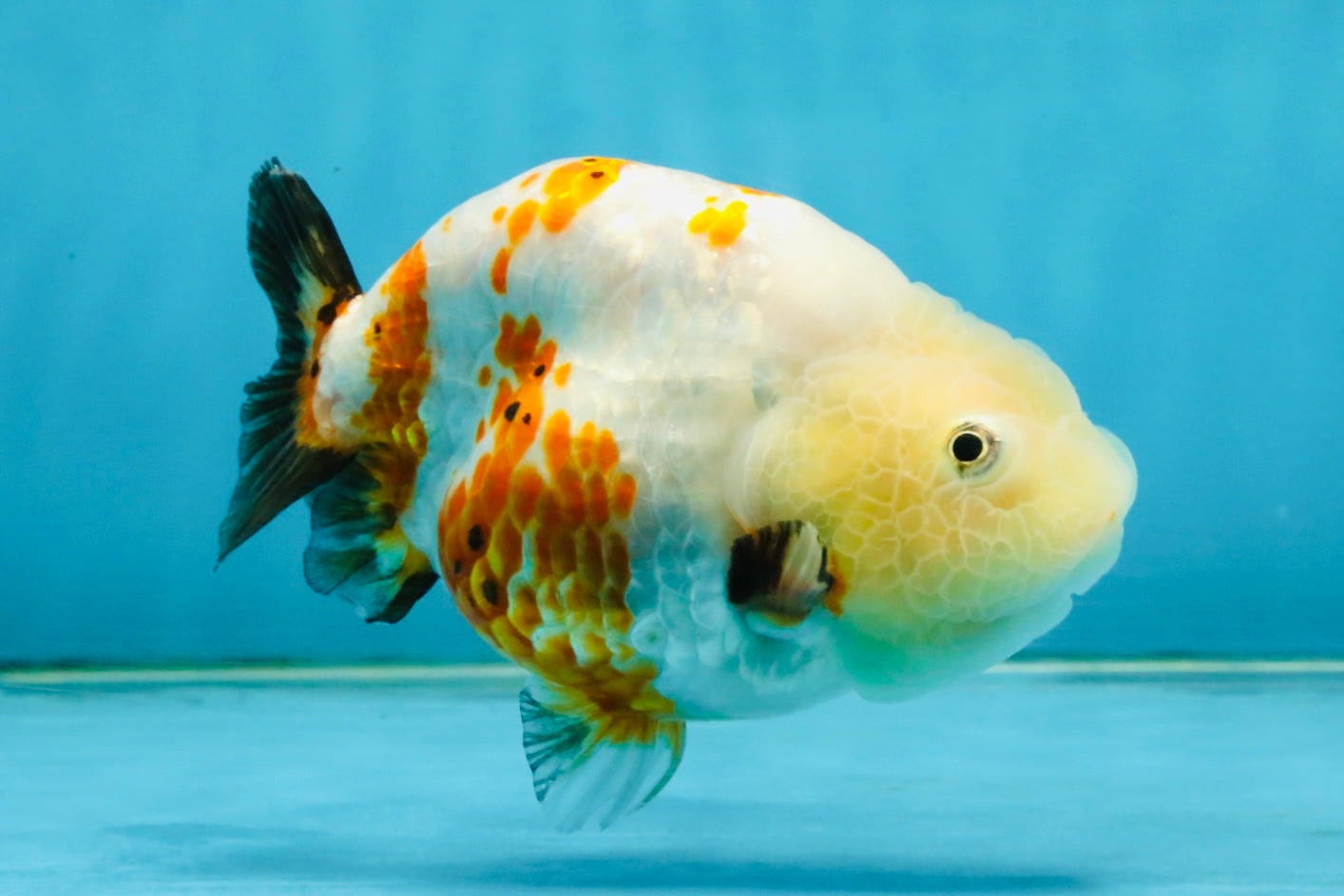 Sakura Chinese Ranchu Female 4.5 inches #121225RC_05