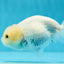 White Lionchu Female 4 inches #0927LC_18