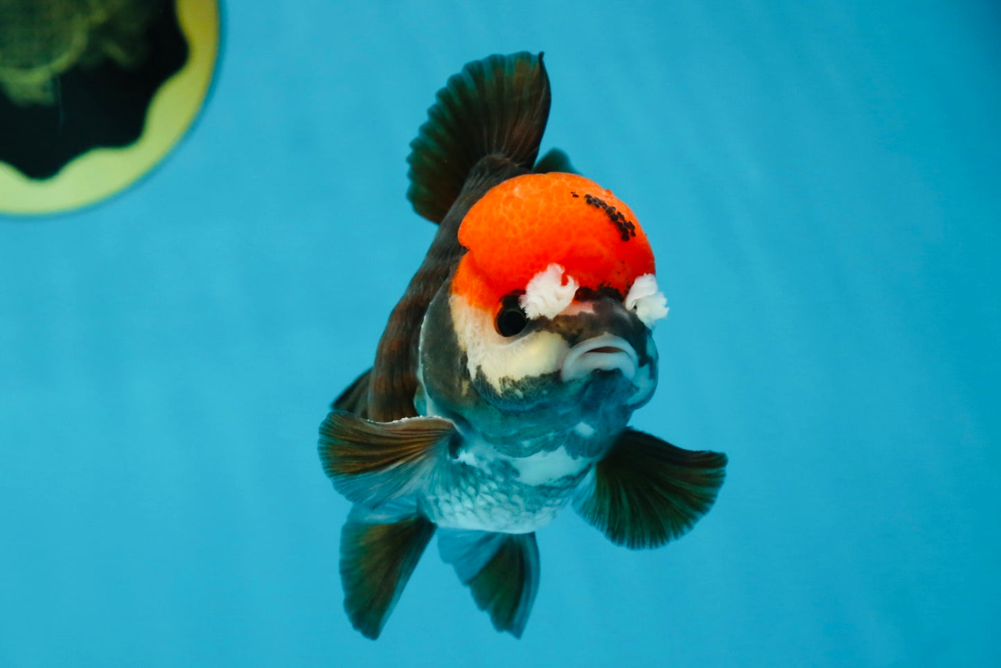 A Grade Pompom Tricolor Yuanbao Male 4 inches #052325YB_26