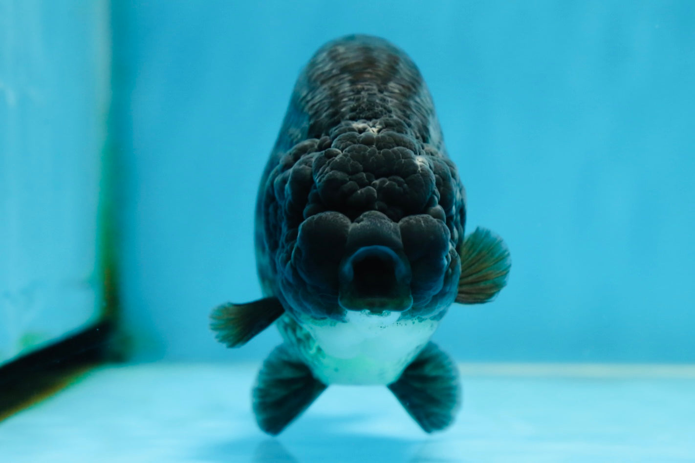 A Grade Black LionKing 5-5.5 inches #080825LC_24