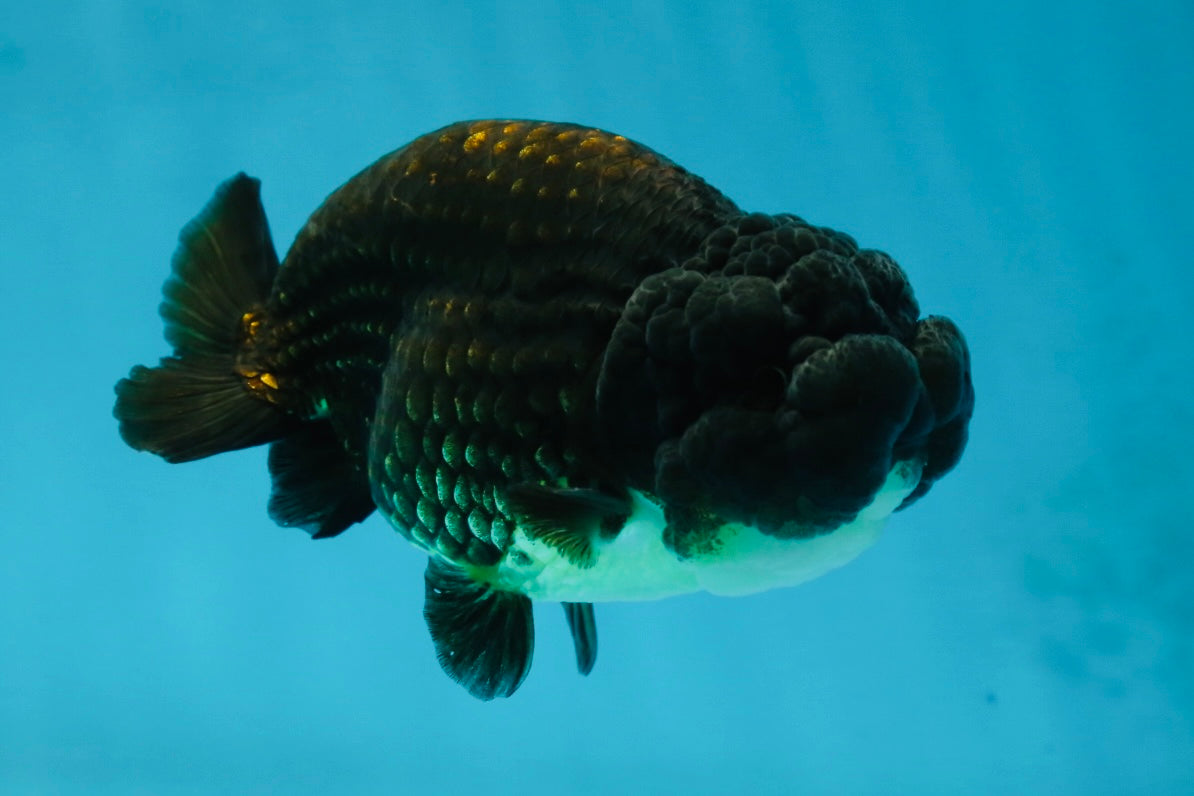 A Grade Black LionKing 4.5 inches #052325LC_19