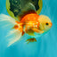 FLUFFY TAIL A Grade Jade Head Red White Oranda Male 5.5-6 inches #090426OR_13