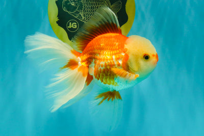 FLUFFY TAIL A Grade Jade Head Red White Oranda Male 5.5-6 inches #090426OR_13