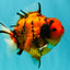 ELVIS AAA Grade Kohaku Sakura Yuanbao Male 4.5-5 inches #092526YB_08