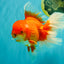 JUMBO AAA Grade Red White Oranda Male 8.5 inches #071726OR_01