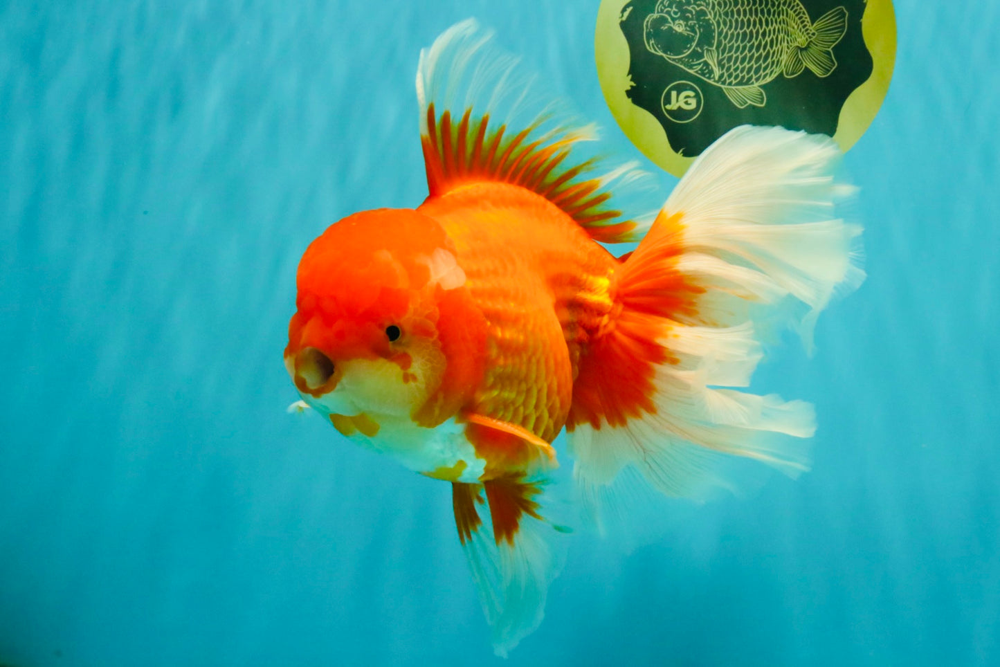 JUMBO AAA Grade Red White Oranda Male 8.5 inches #071726OR_01