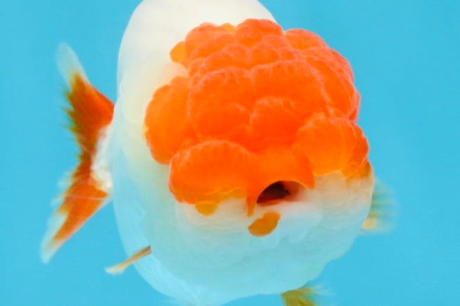 FLUFFY AAA Grade Red Head LionQueen 4-4.5 inches #102425LC_10