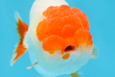 FLUFFY AAA Grade Red Head LionQueen 4-4.5 inches #102425LC_10