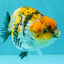CHUBBY AAA Grade Chonky Special Tricolor Tiger LionQueen Female 4-4.5 inches #061926LC_12