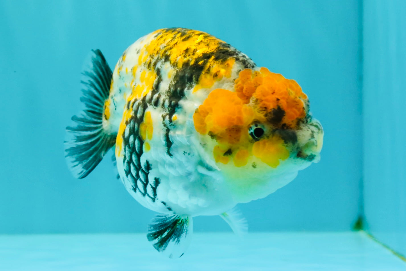 CHUBBY AAA Grade Chonky Special Tricolor Tiger LionQueen Female 4-4.5 inches #061926LC_12