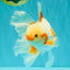 CHICKIE A Grade Red White Oranda Male 6-6.5 inches #082826OR_13