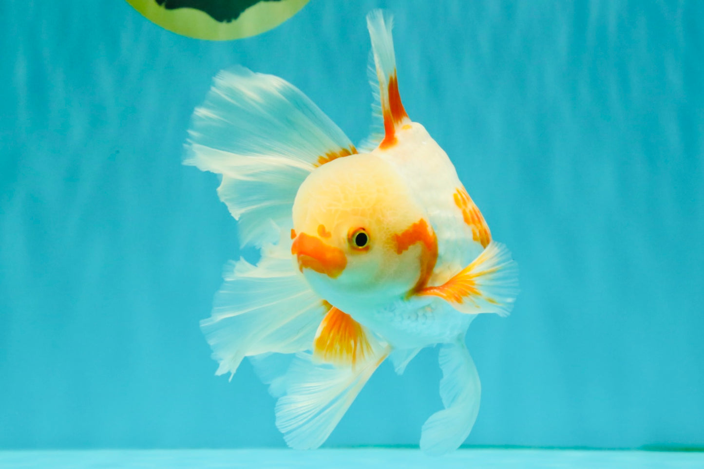 CHICKIE A Grade Red White Oranda Male 6-6.5 inches #082826OR_13