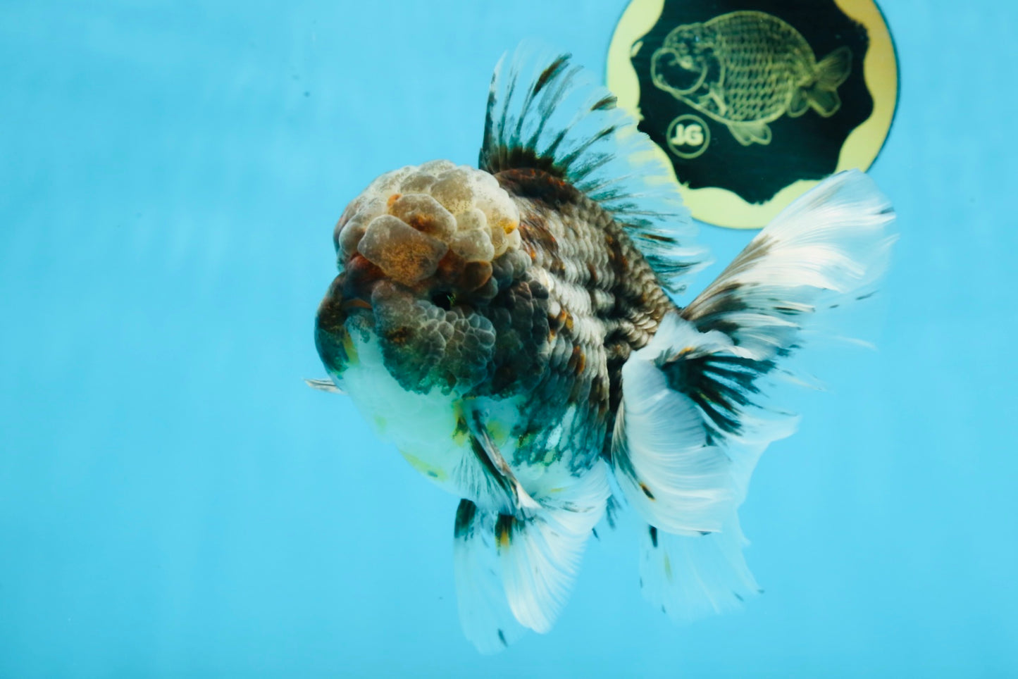 AAA Grade JUMBO Godzilla Kirin Oranda Male 5.5-6 inches #101725OR_24