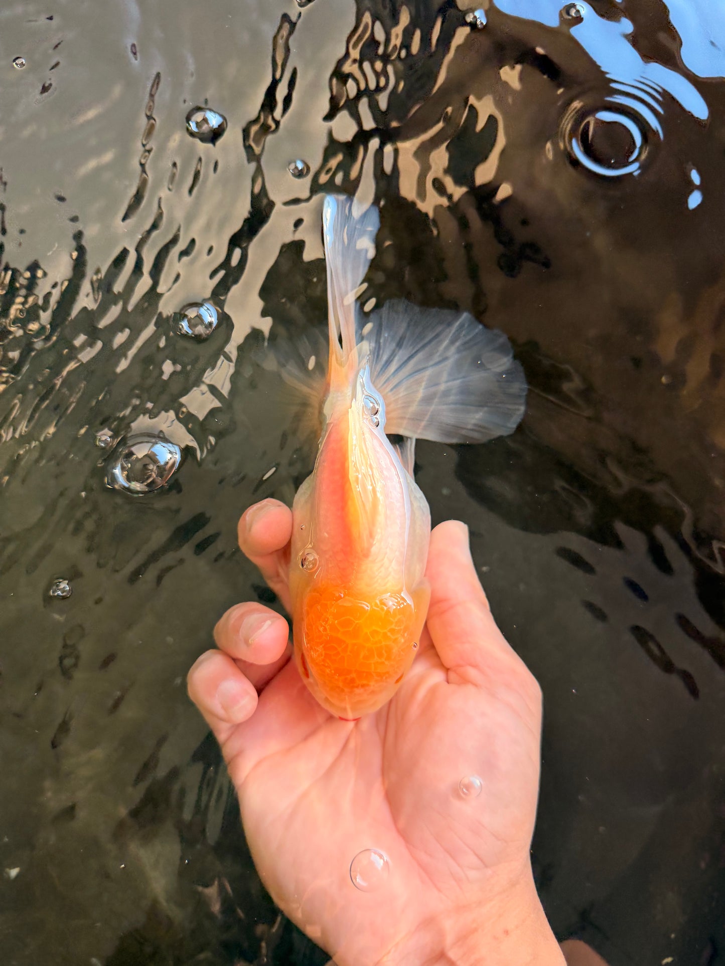 A Grade White Oranda Male 6 inches #061926OR_26