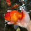 A Grade Red White Oranda Male 6 inches #101626OR_06