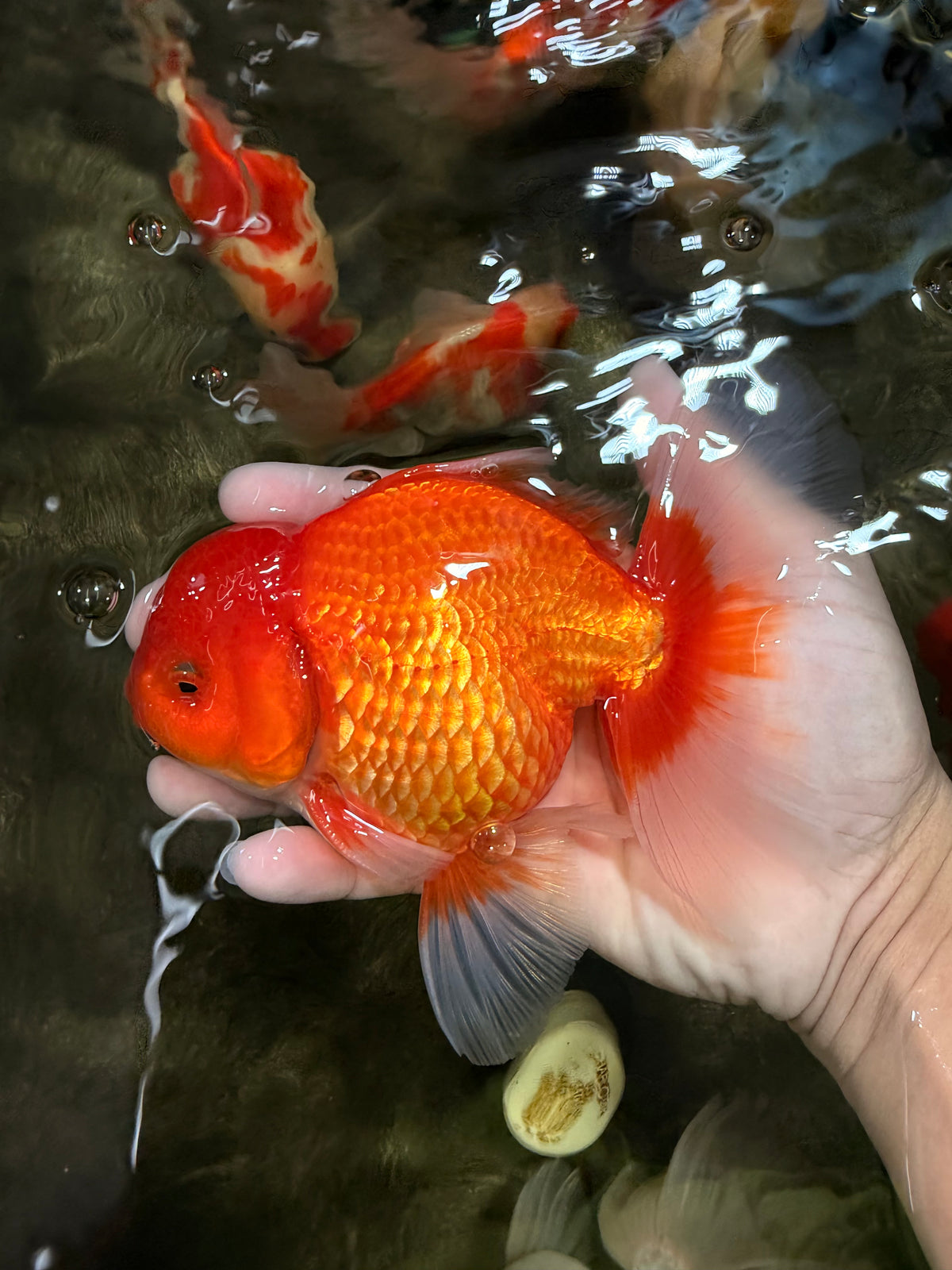 A Grade Red White Oranda Male 6 inches #101626OR_06