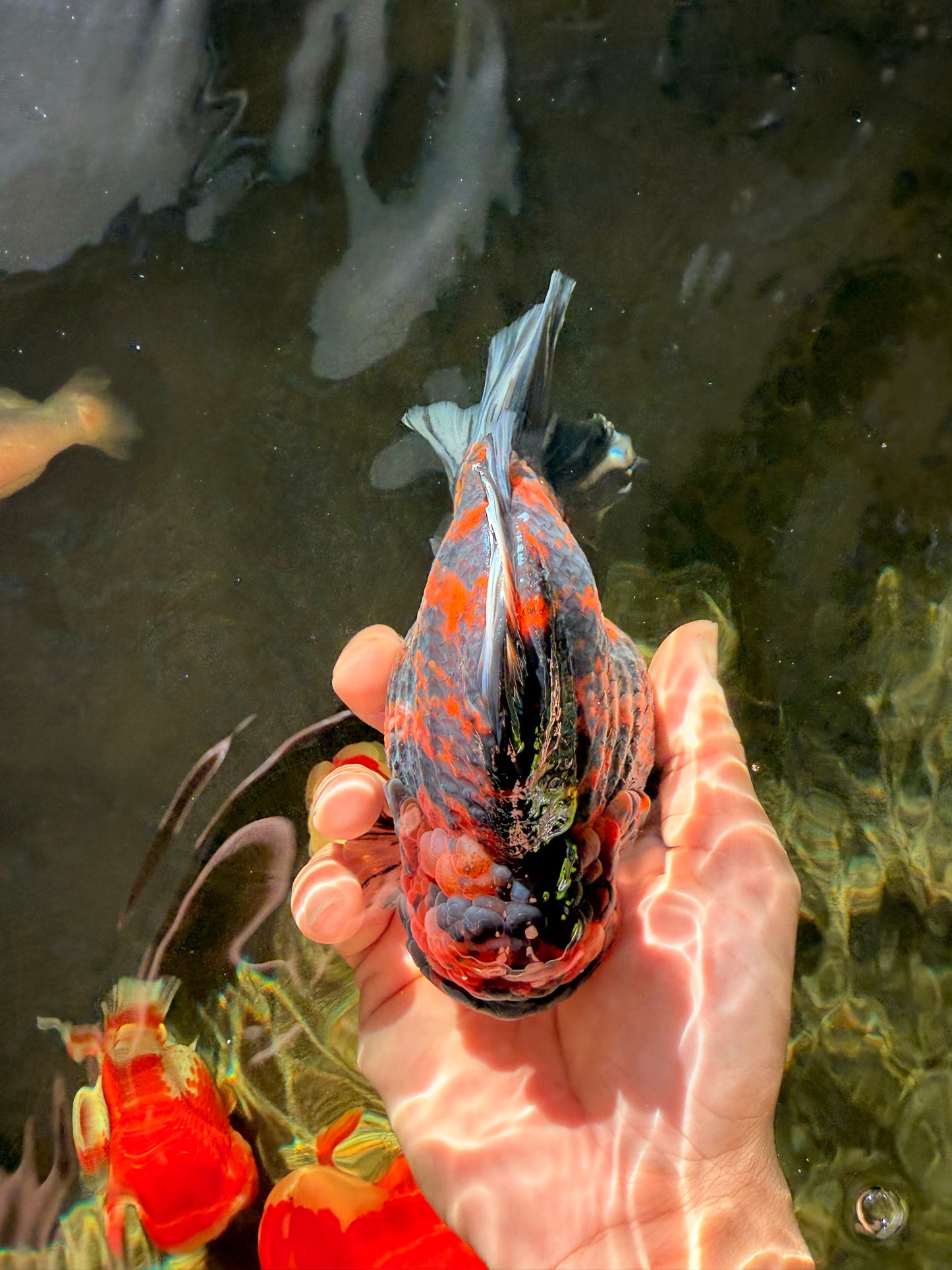 AAA Grade Godzilla Tiger Yuanbao Male 5.5 inches #030626YB_10