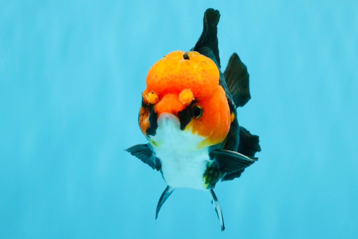 Pompom Tricolor Yuanbao Male 4.5 inches #040326YB_03