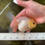 A Grade Puppy White Button Eyes Oranda Female 4.5-5 inches #050225OR_05