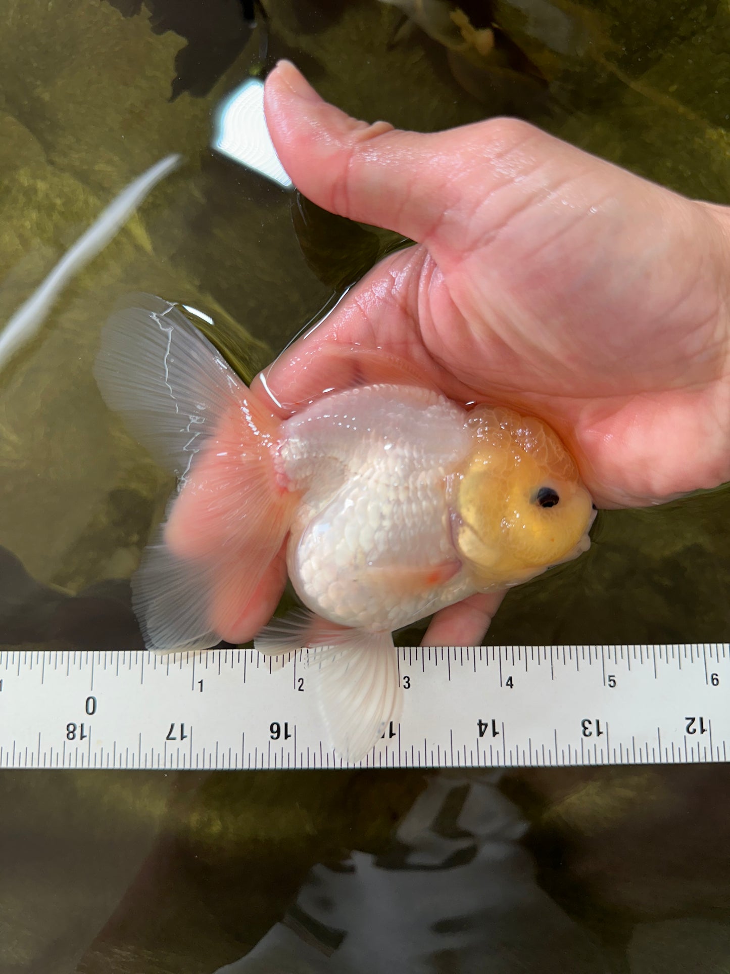 A Grade Puppy White Button Eyes Oranda Female 4.5-5 inches #050225OR_05