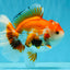 A Grade Red White Oranda Male 5.5-6 inches #040326OR_13