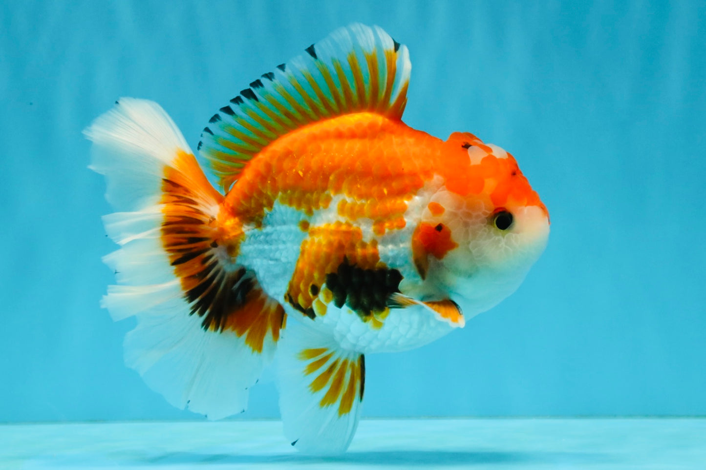 A Grade Red White Oranda Male 5.5-6 inches #040326OR_13