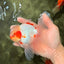 A Grade Red White Oranda Male 5.5 inches #062626OR_36
