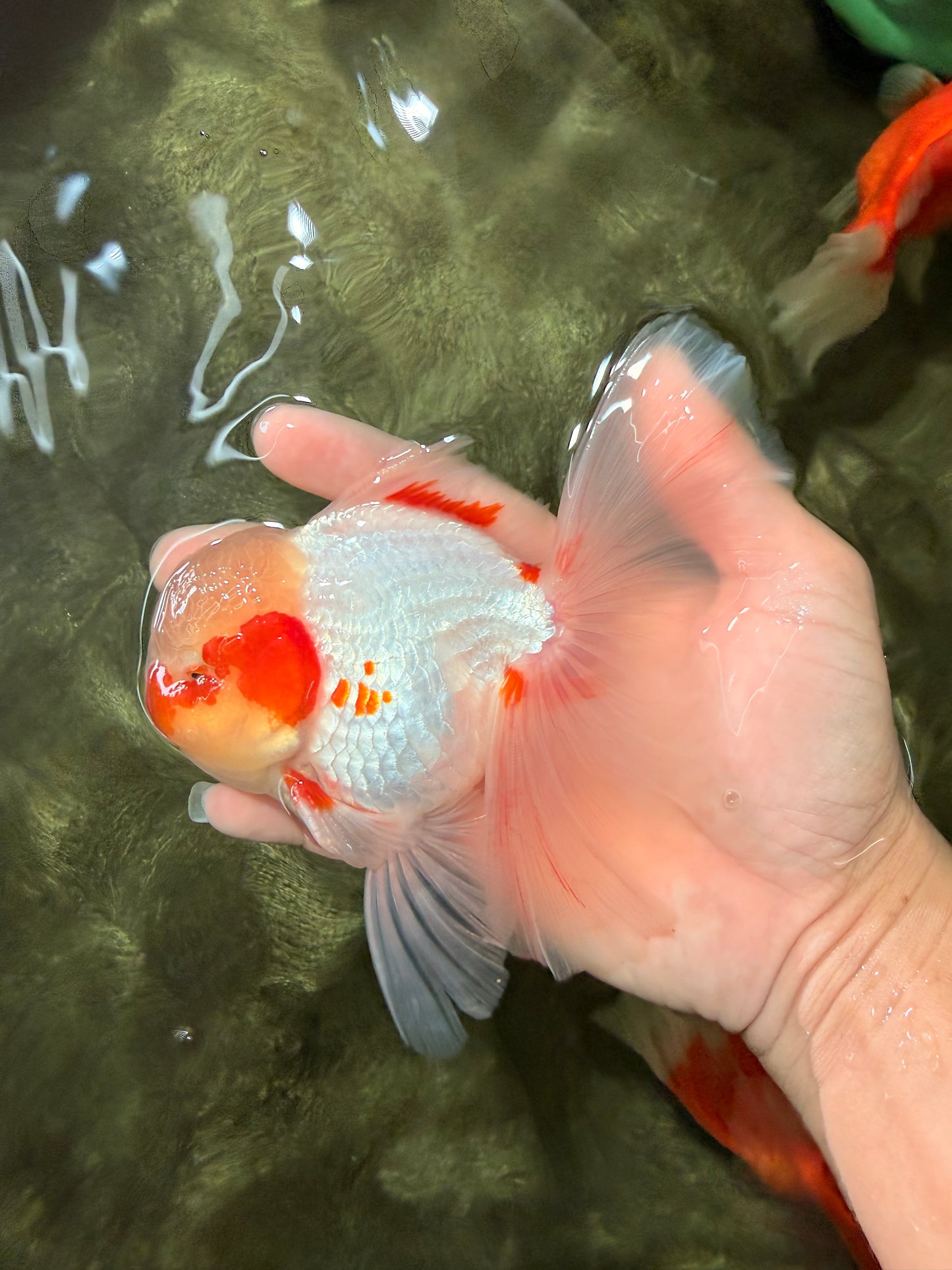 A Grade Red White Oranda Male 5.5 inches #062626OR_36