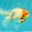 SPECIAL A Grade Tancho Sakura Oranda Male 5.5-6 inches #073126OR_09
