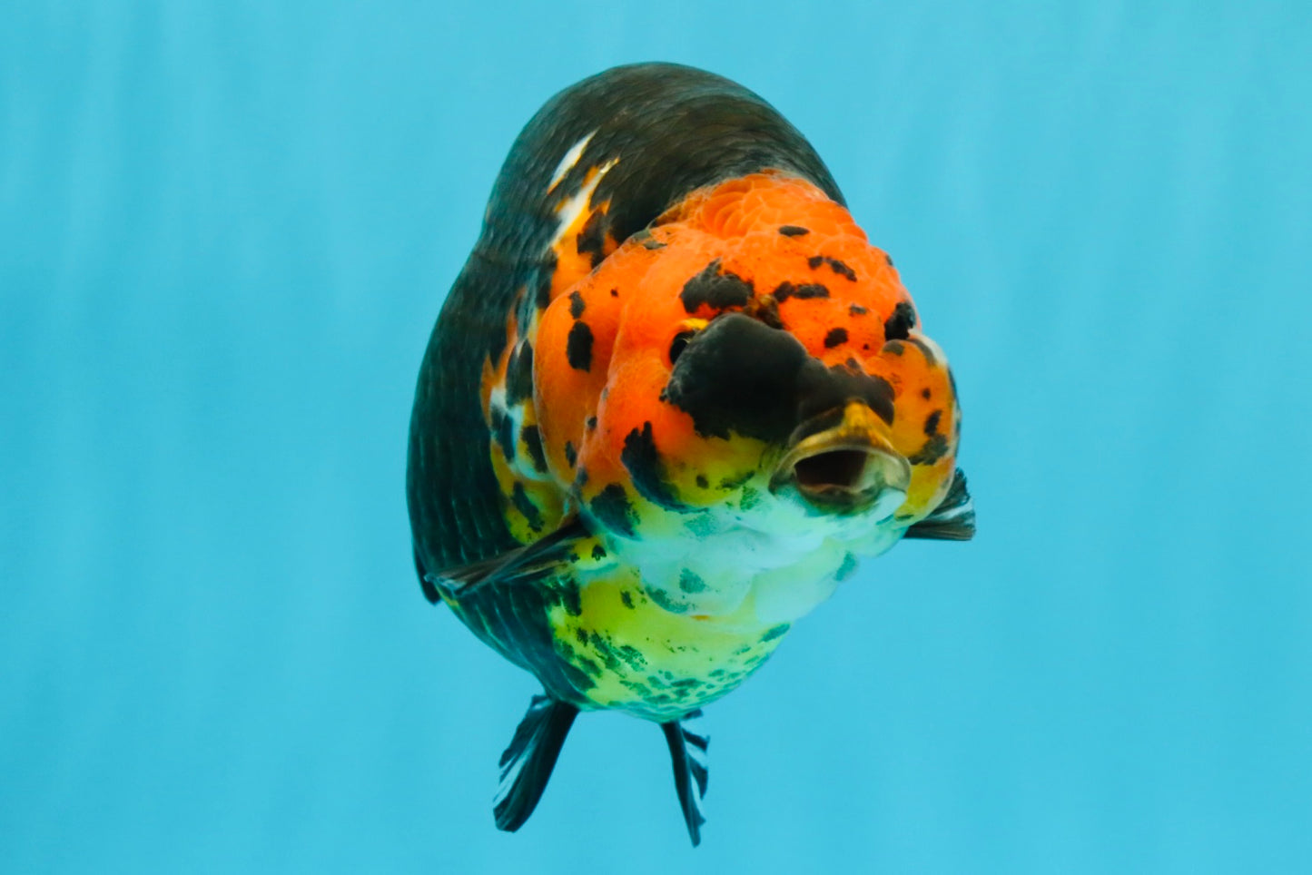 A Grade Jumbo Red Head Calico Chinese Ranchu Female 6.5-7 inches #022726RC_19