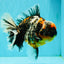 SPECIAL AAA Grade Special Kirin Oranda Male 7-7.5 inches #070326OR_04